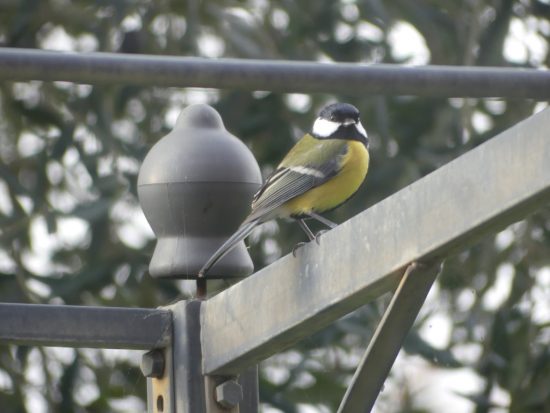 Mésange charbonnière