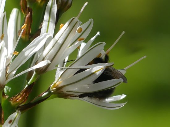 Faune et flore St Just