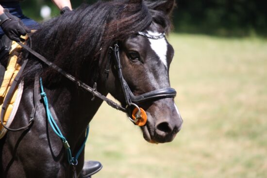 TREC Loyat
